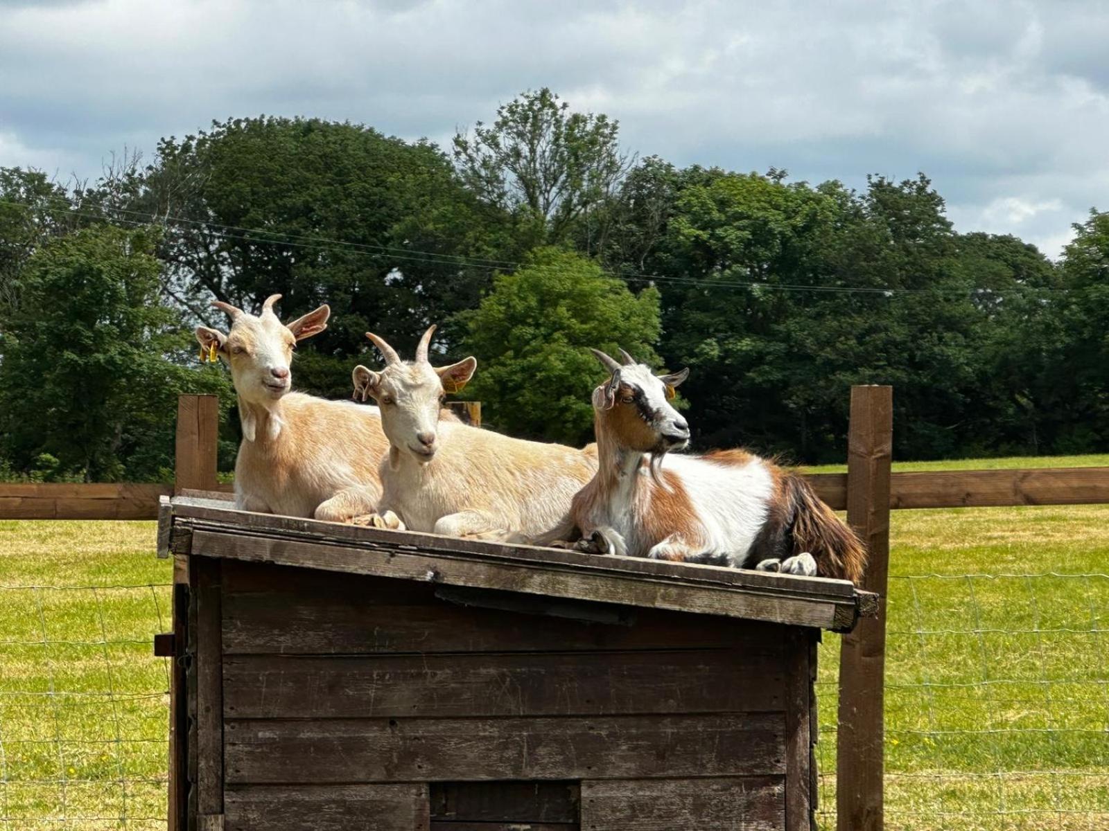 Stags Hide Hotel Minwear Exterior foto